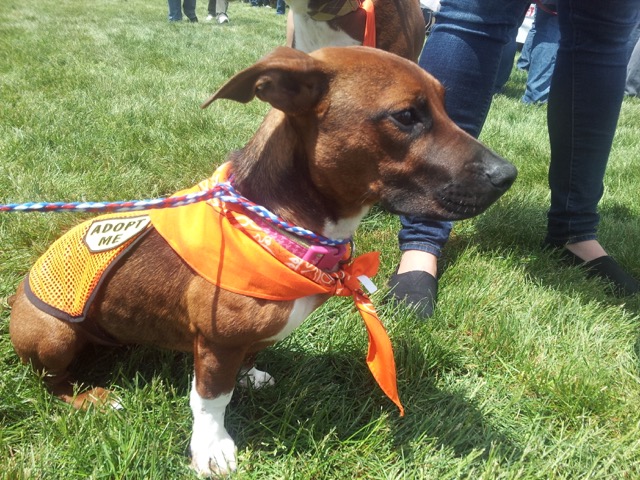 Photo: Susannah's dog Ella May, a pit bull mix (possibly basset hound, dachshund, or beagle, says Susannah), wearing an orange bandana with a vest that says, "Adopt Me."