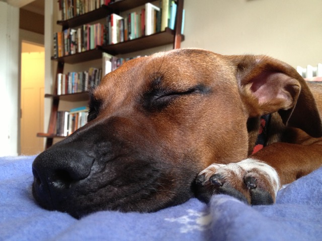 Photo: Close up of Ella May sleeping on a purple blanket, one paw next to her face, books on bookshelf in the background.