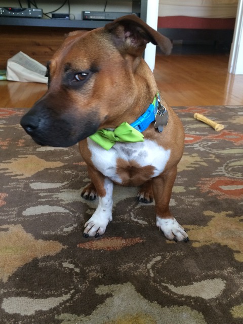Photo: Ella May sitting down and giving some serious side eye, wearing a green bowtie collar.