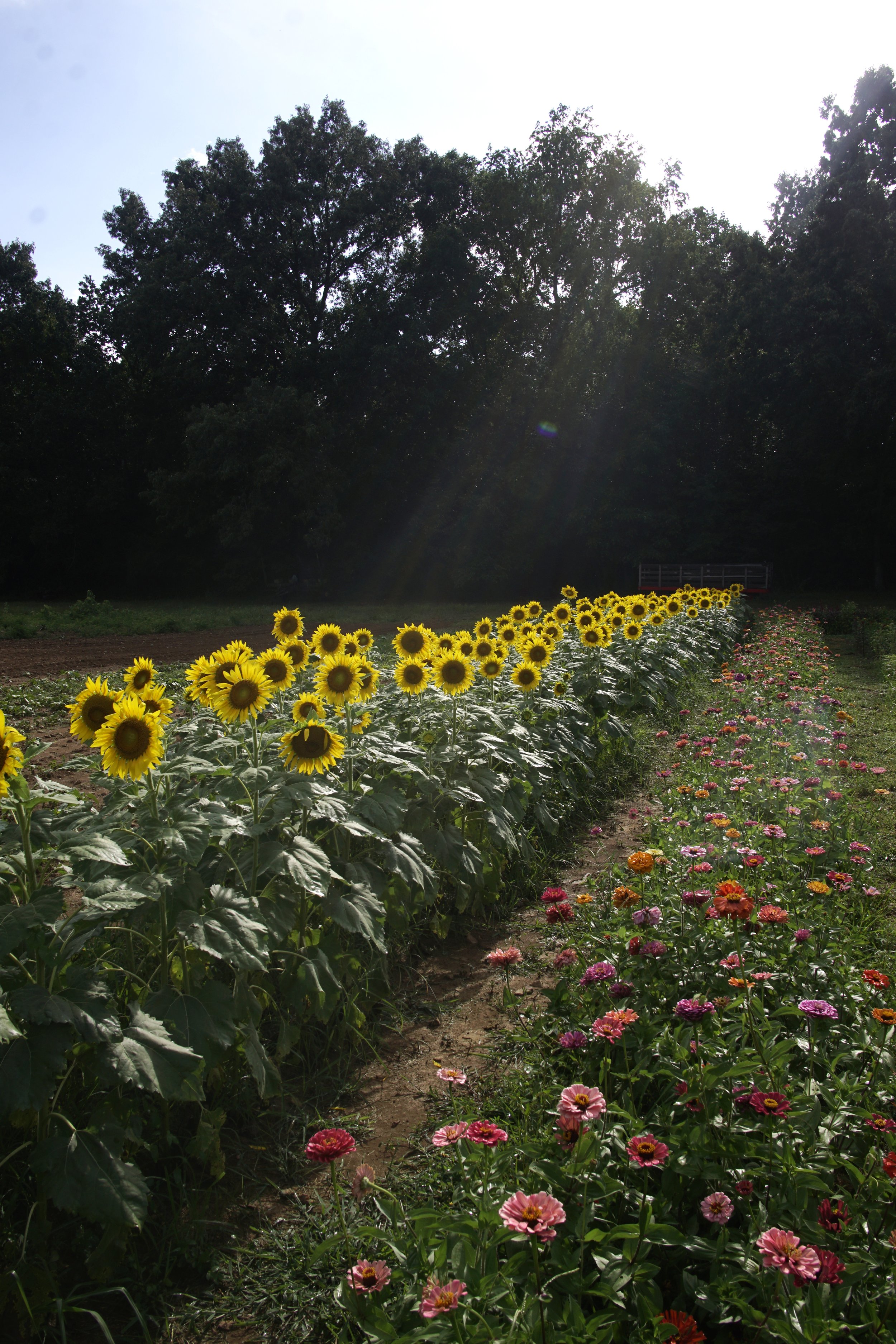 Sunflowers & Zinnias.jpg