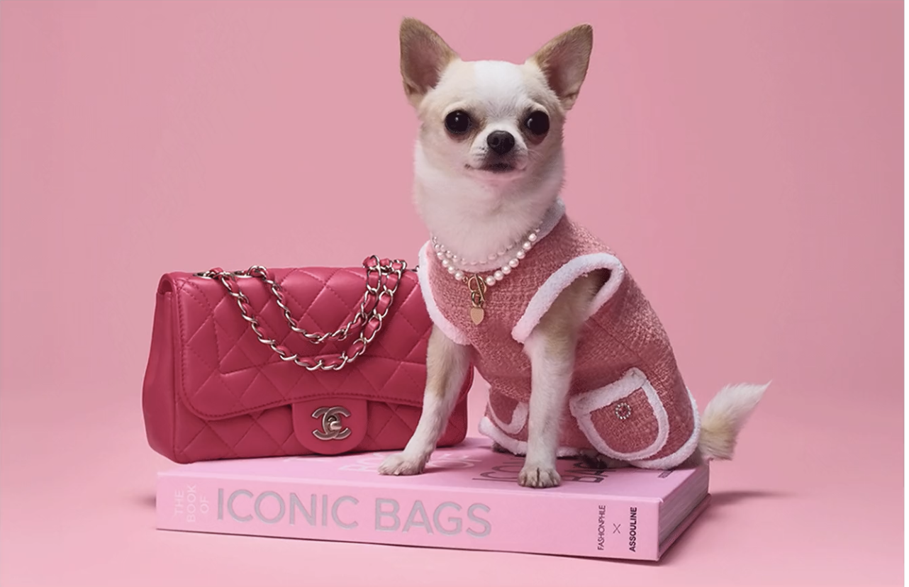 Custom capsule wardrobe for Tiffany the chihuahua and the new Legally Blonde Elle tv series