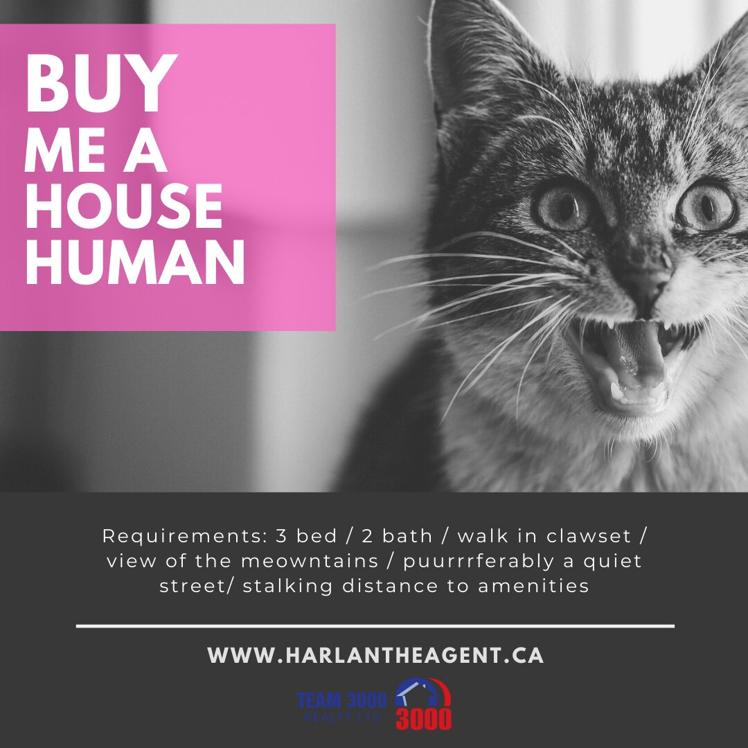 Grey Cat Photo Animal Rescue Poster.jpg