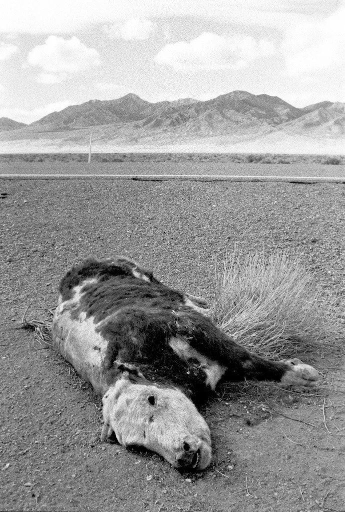 Dead Cow