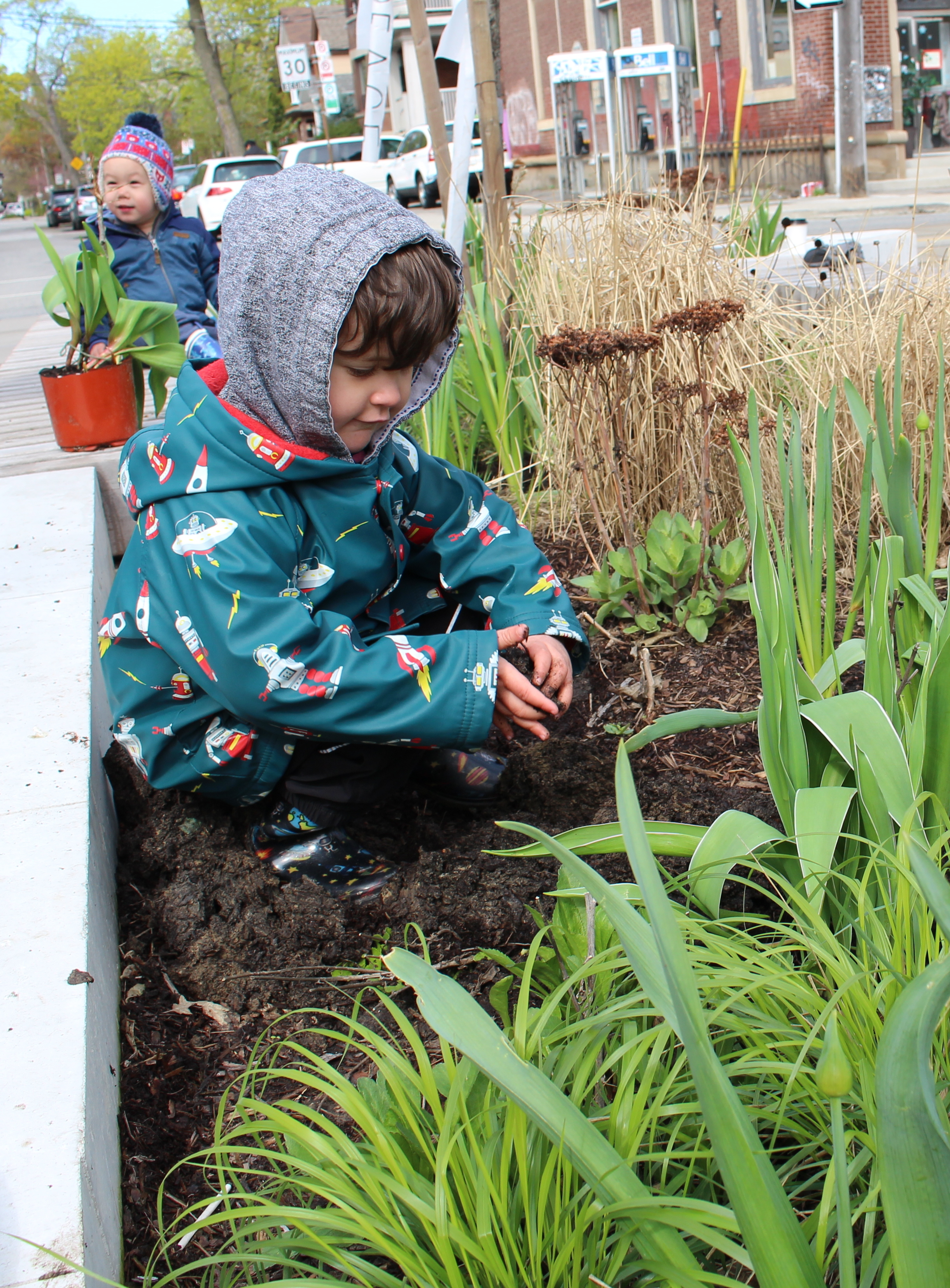 2017 tulip boy IMG_3243.jpg