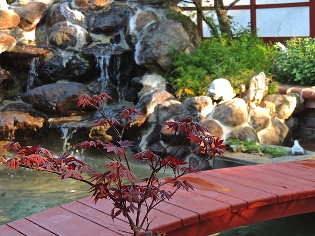 japanese maple 1.jpg