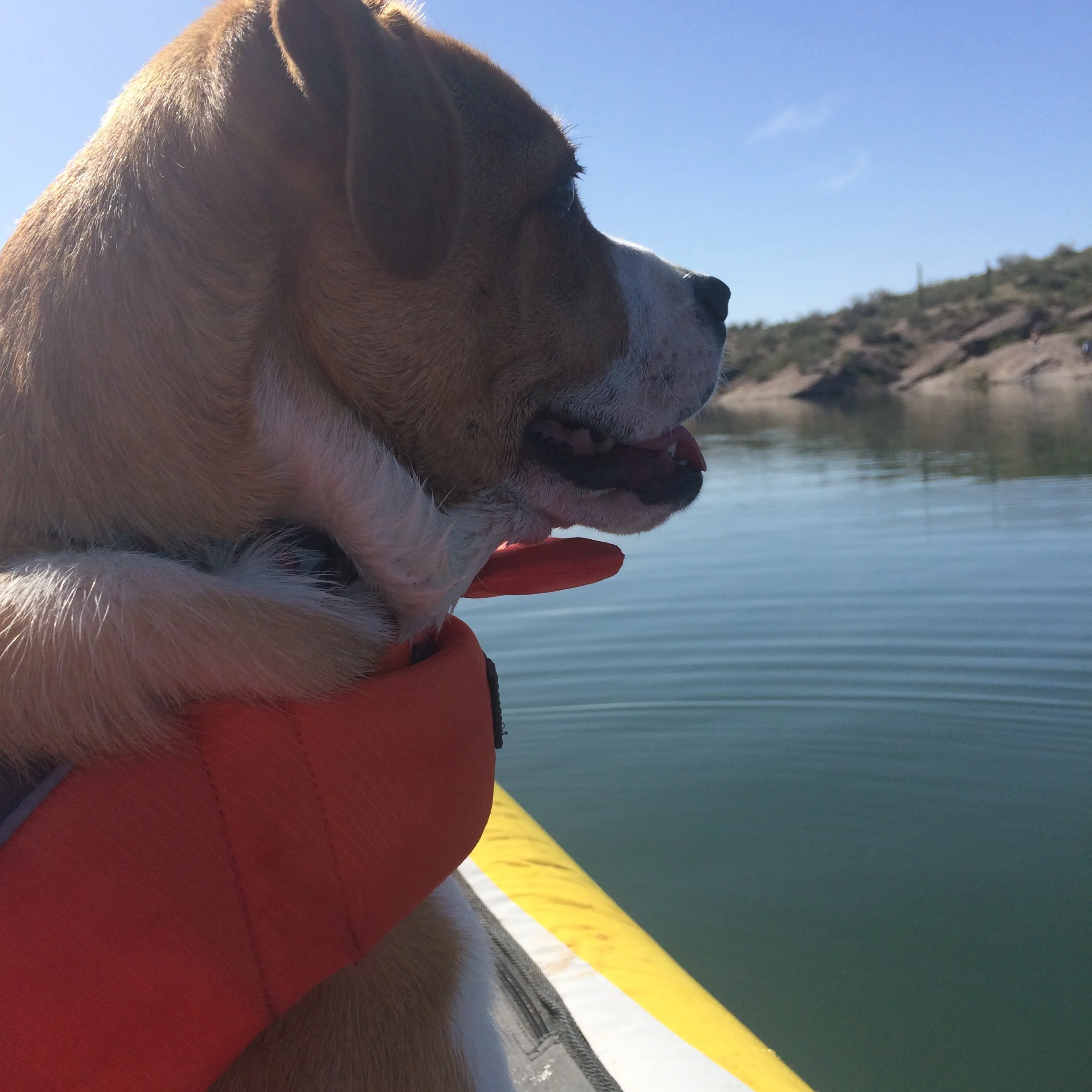 Loving the adventure + scenery with her pup parents 