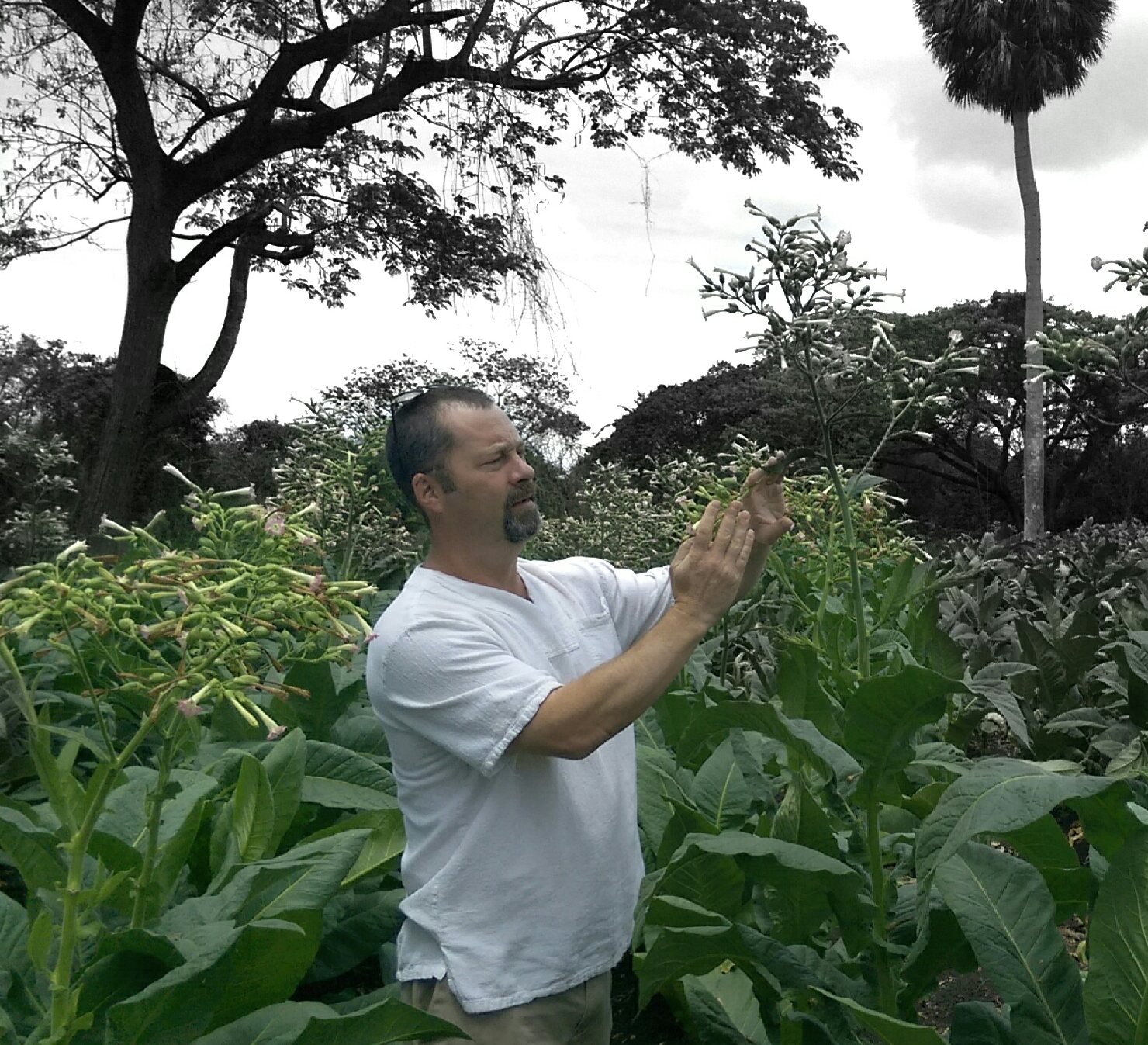 Field of Seeds