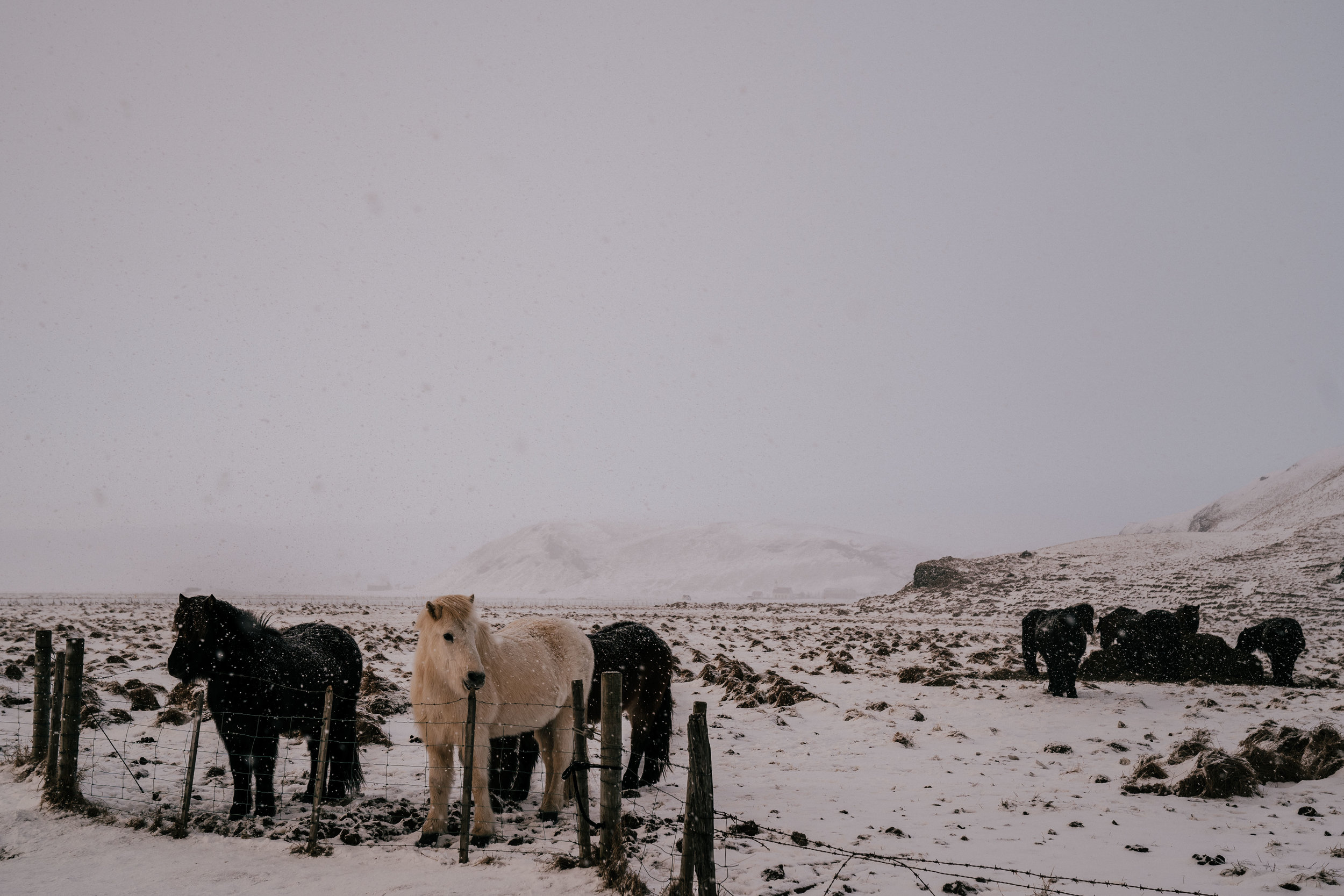 ICELAND-35.jpg