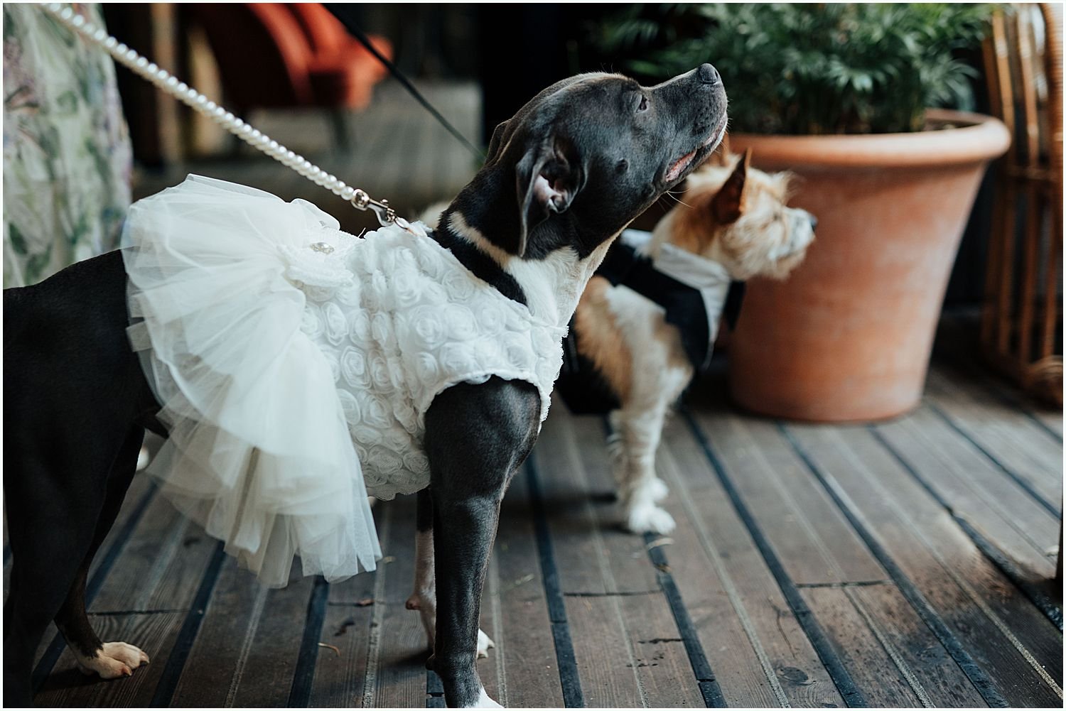 Dogs dressed up for wedding
