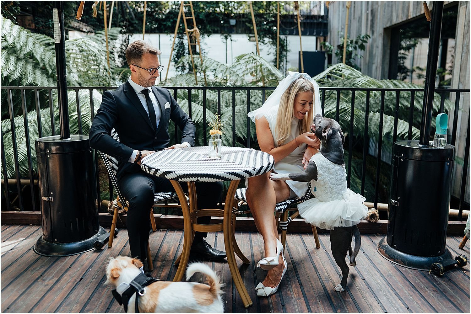 Bride and groom with dogs on wedding day