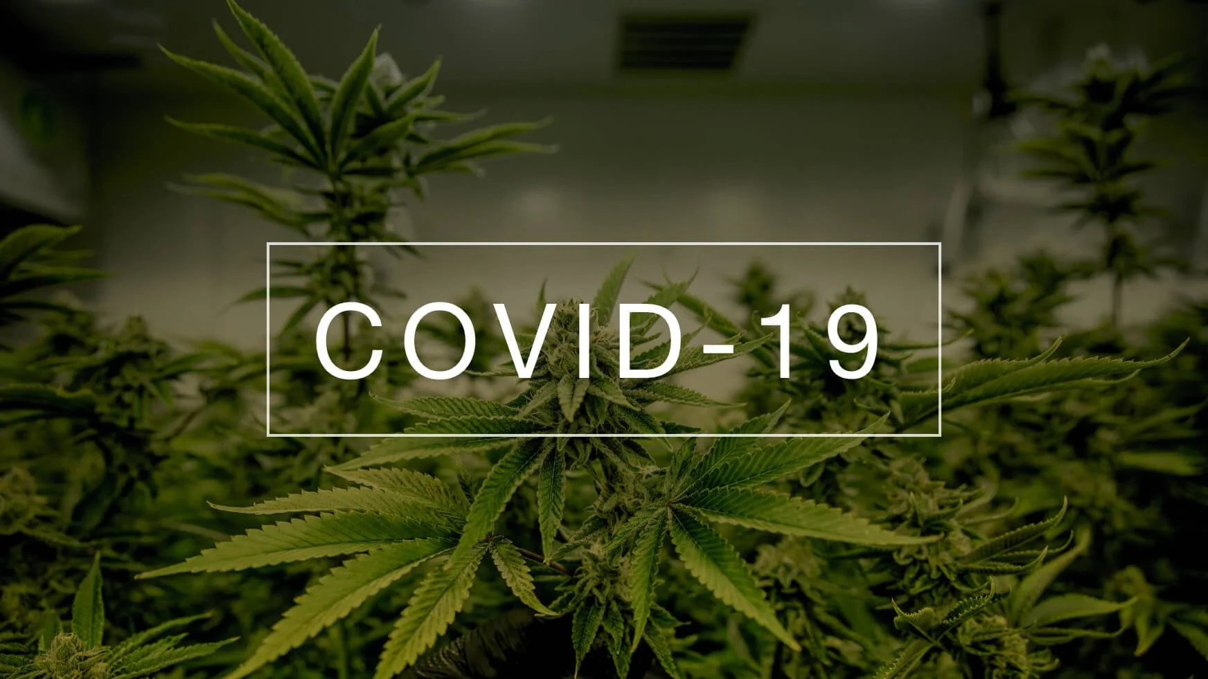Cannabis Helps Prevent Covid-19