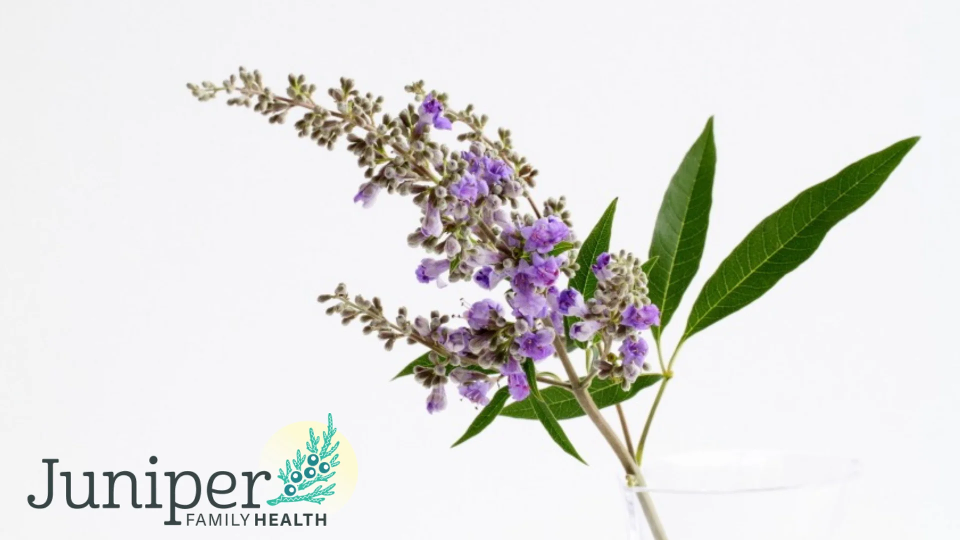 naturopath victoria, naturopathic doctor victoria, naturopathic clinics victoria, naturopathic clinics victoria, naturopathic physician, naturopathic, naturopath, women’s health, vitex, chaste tree, chaste berry, PMS, PMDD, menstrual disorders, hormones, herbal medicine