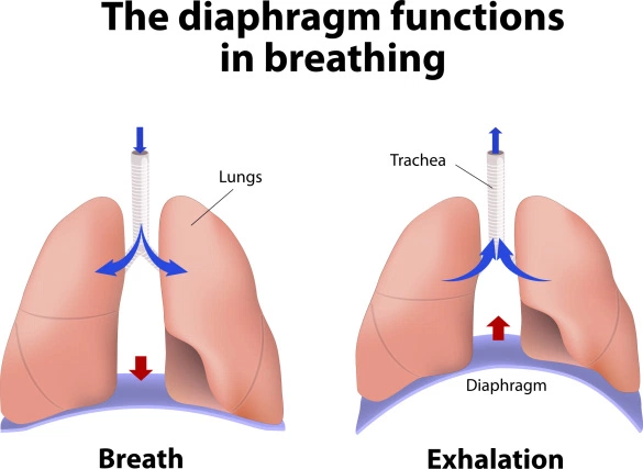 diaphgagm.png