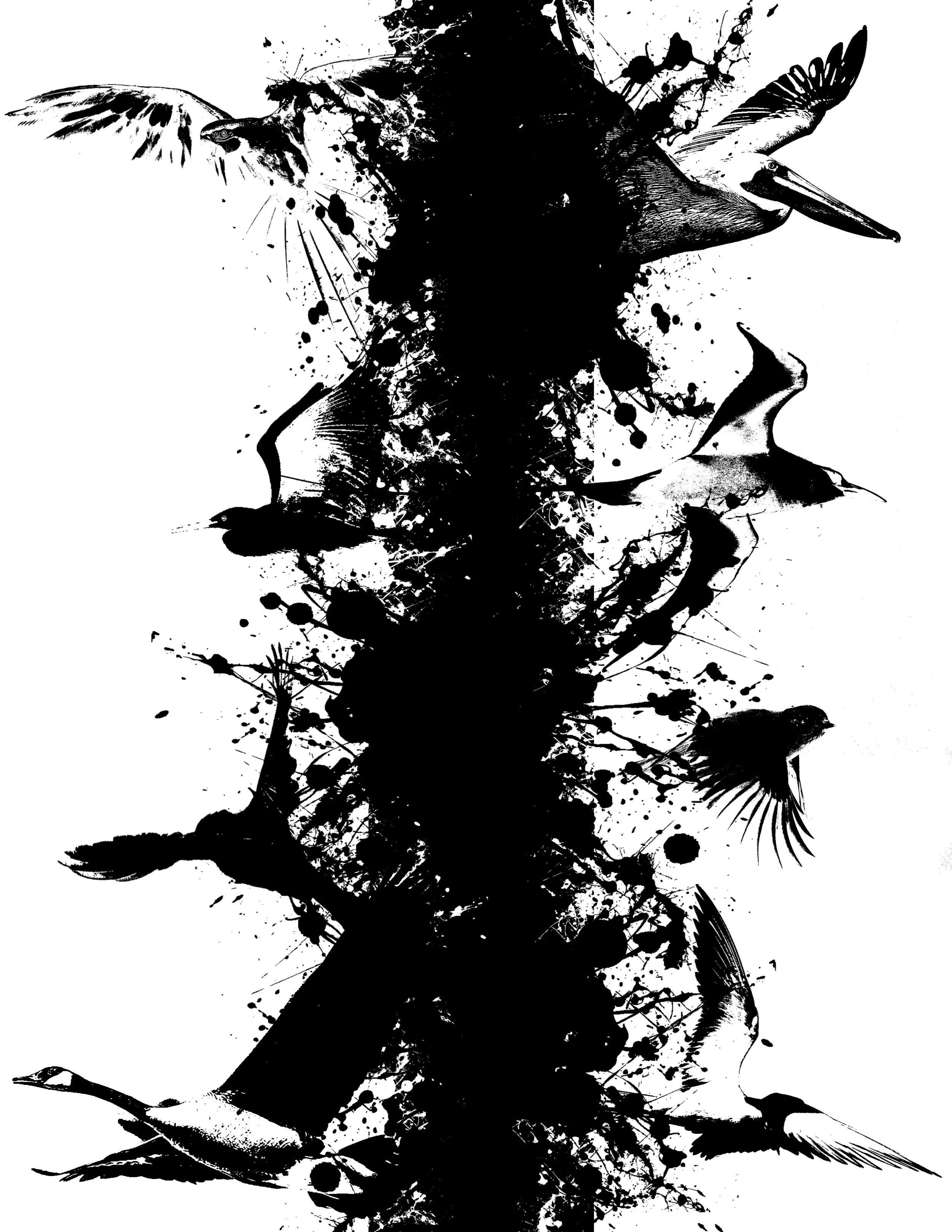 BIRDS.jpg