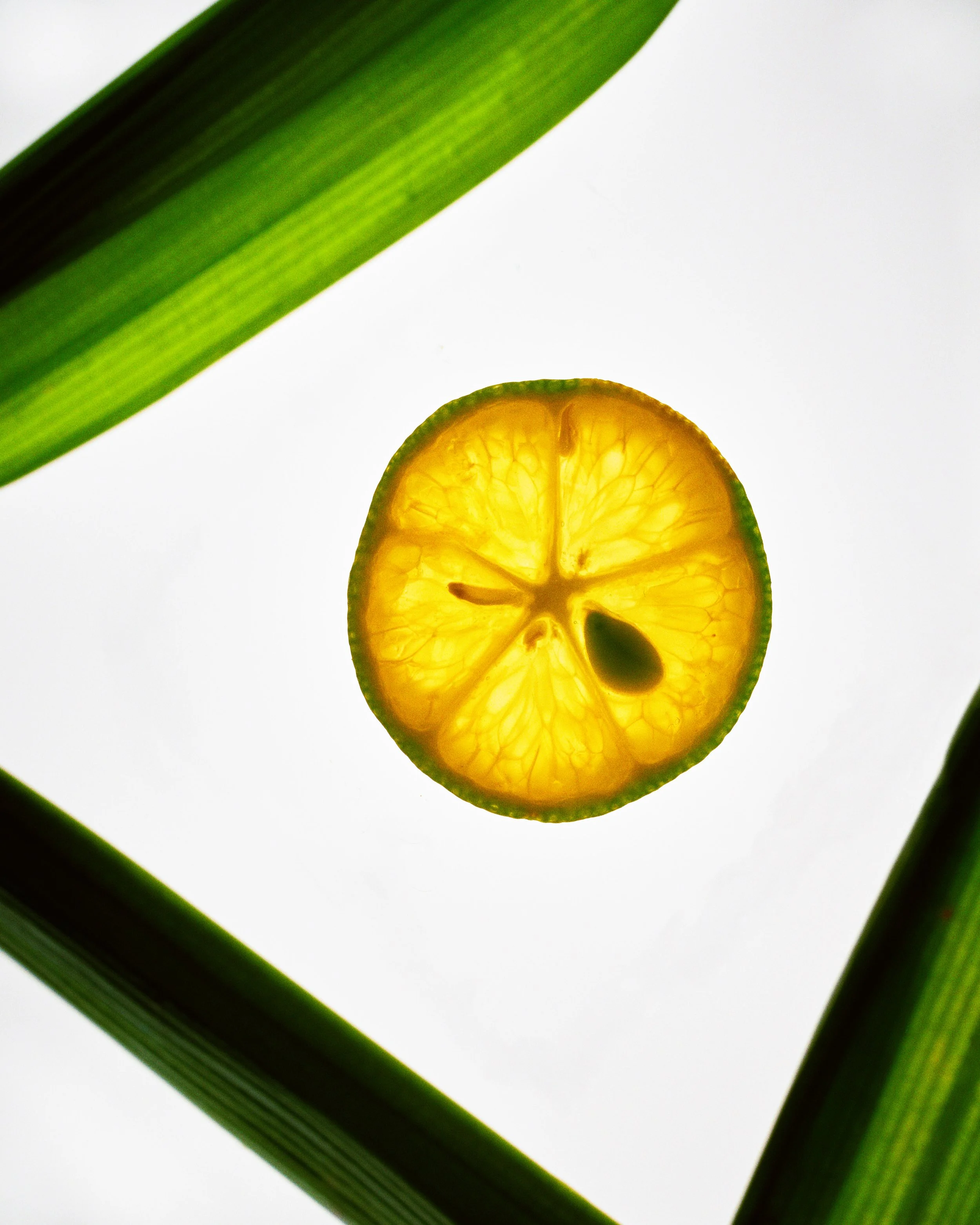 05_2025_PureExtracts_01170239 1.jpg