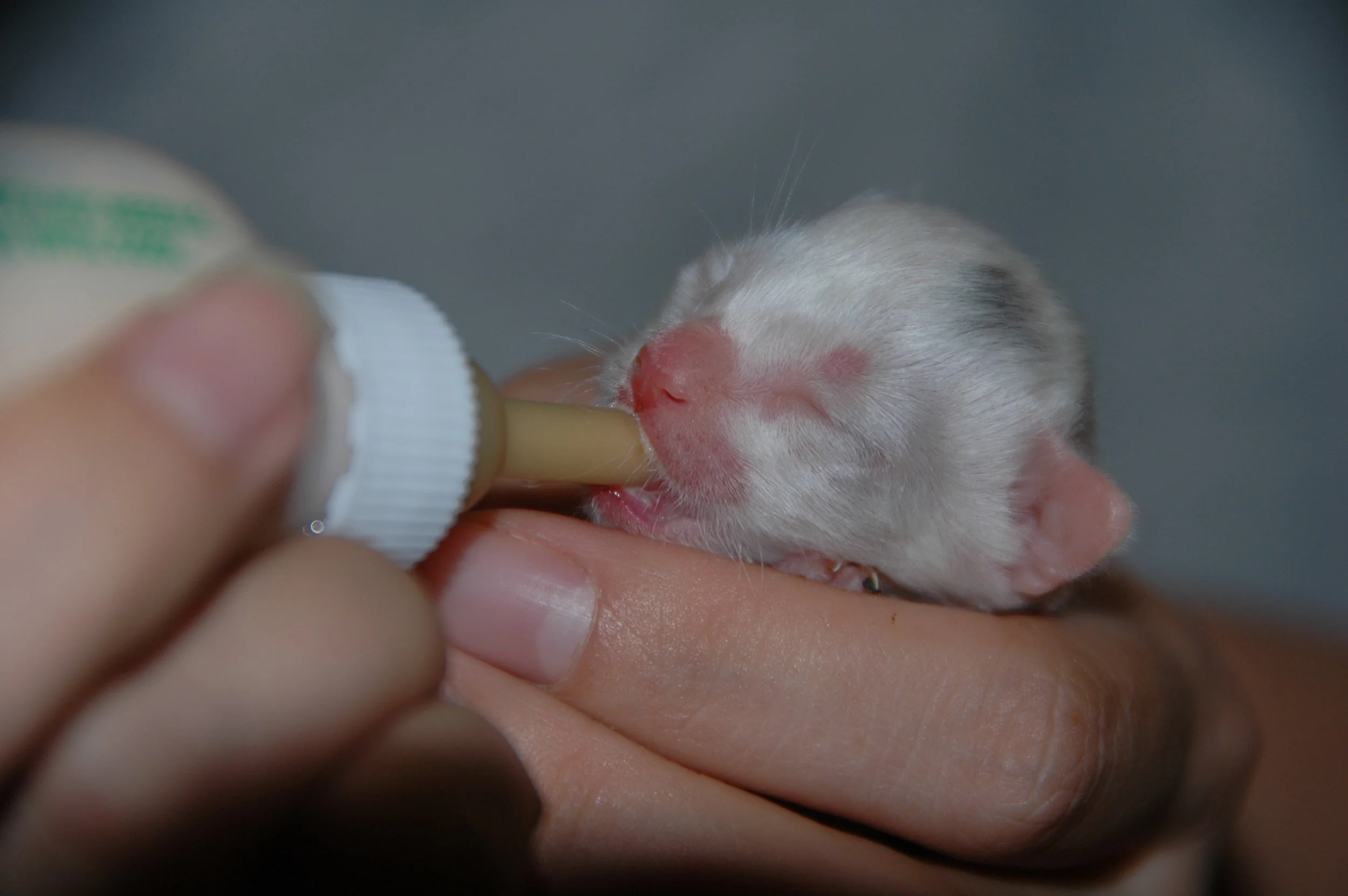 DSC_8939.JPG