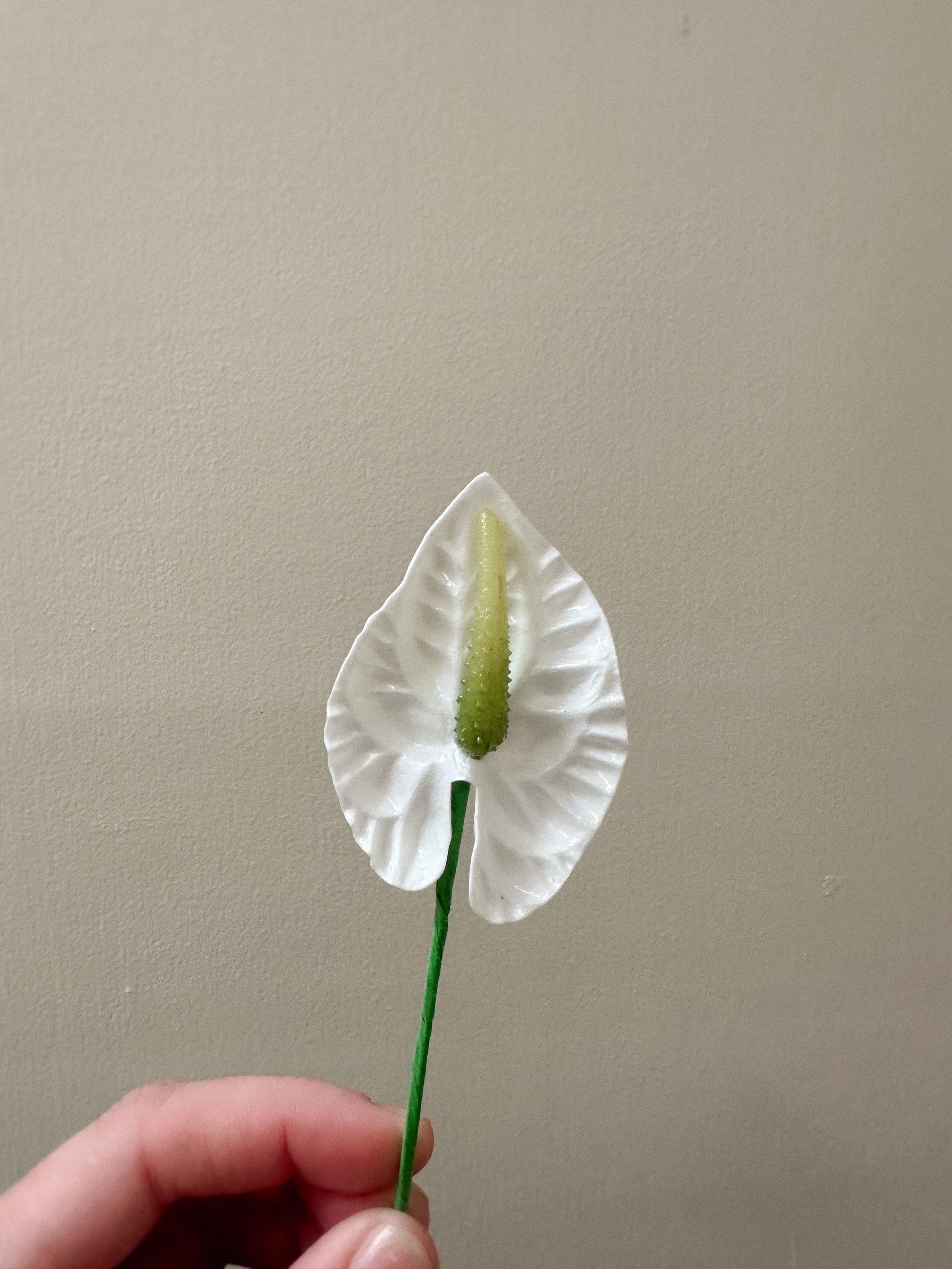 Forever Pua - White Anthurium (Green)