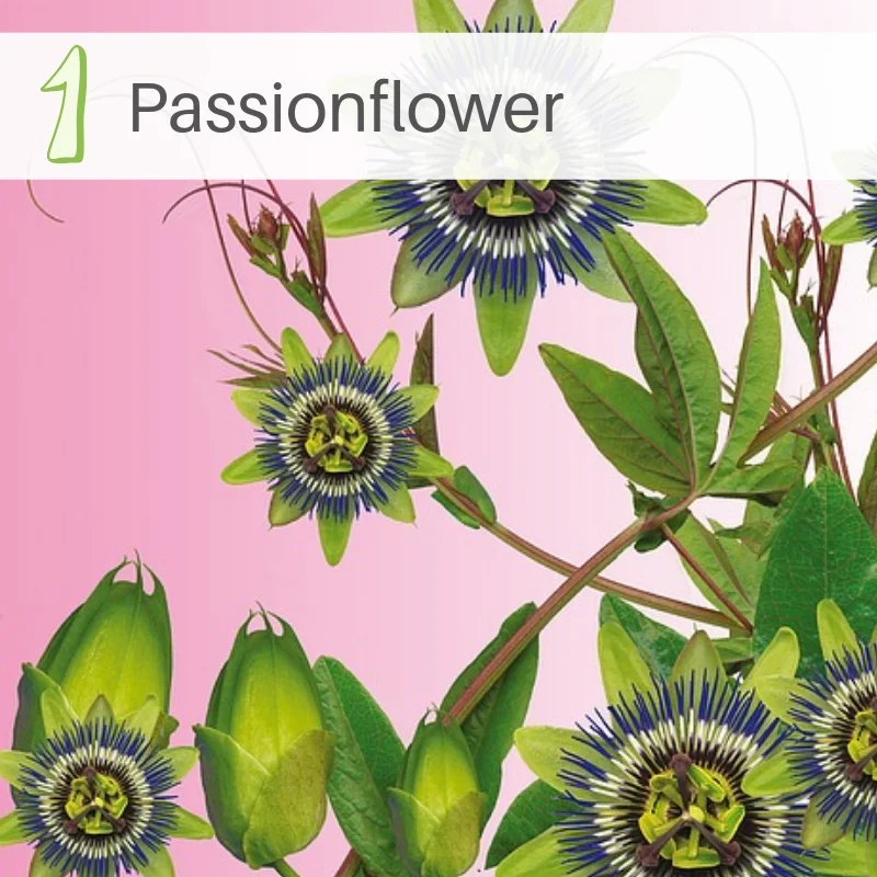 Passionflower.jpg