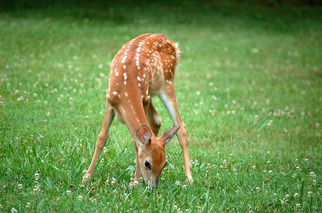 deer-3566949_640.jpg
