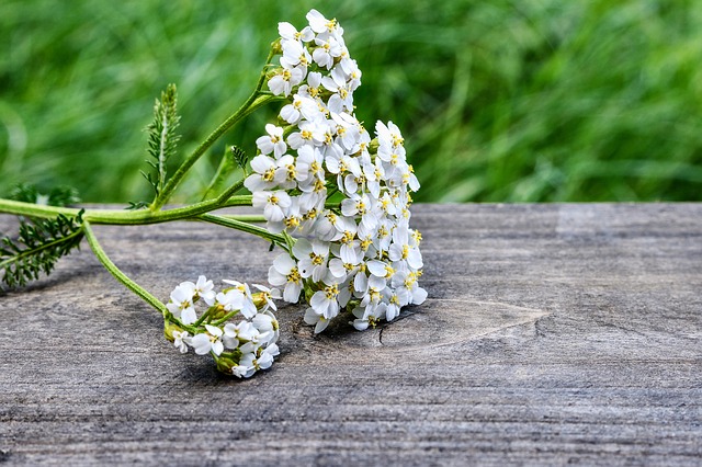 yarrow-2555356_640.jpg