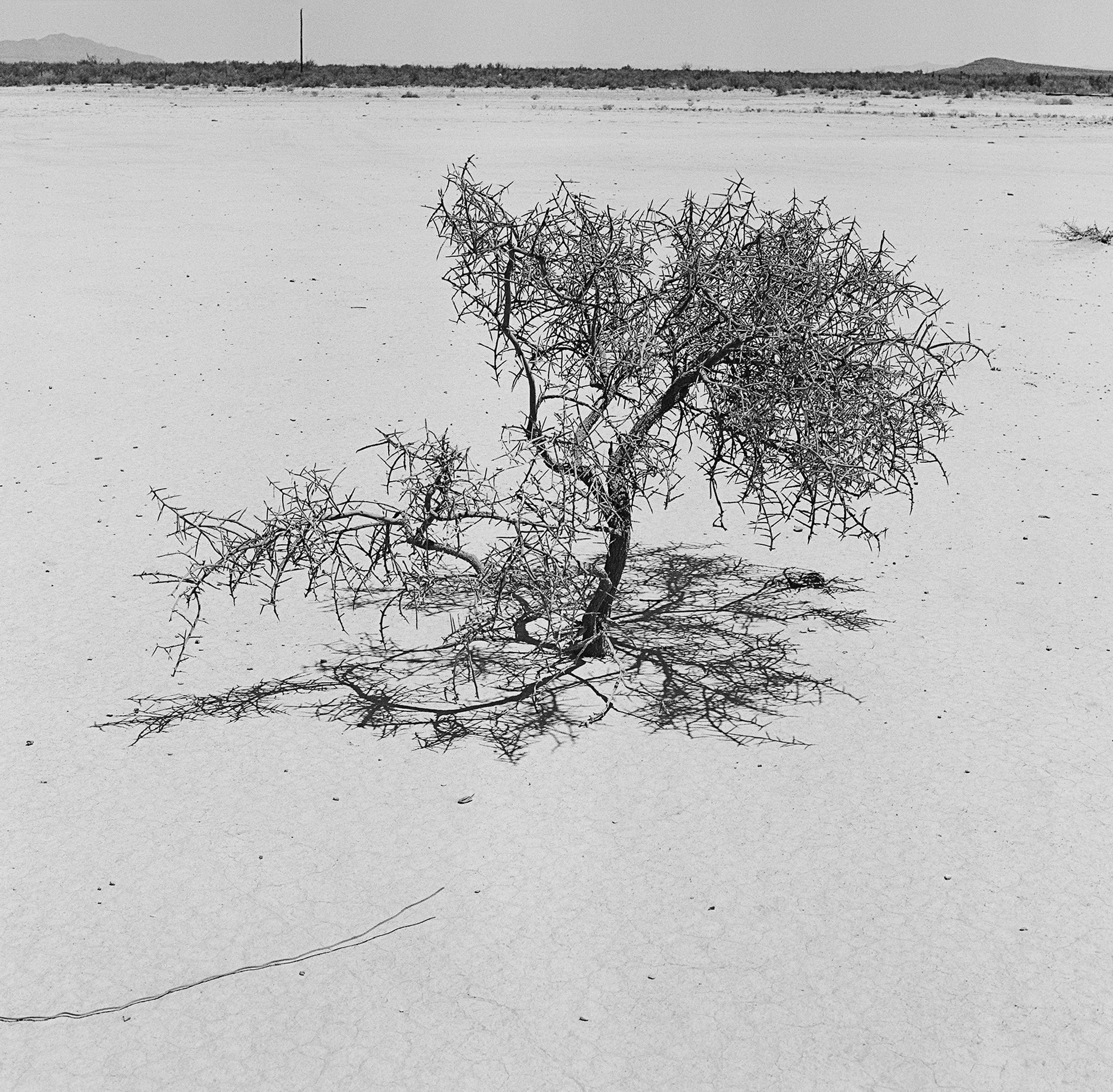   Dead Lotebush, Texas , 2024 Silver gelatin print, 12×12in 