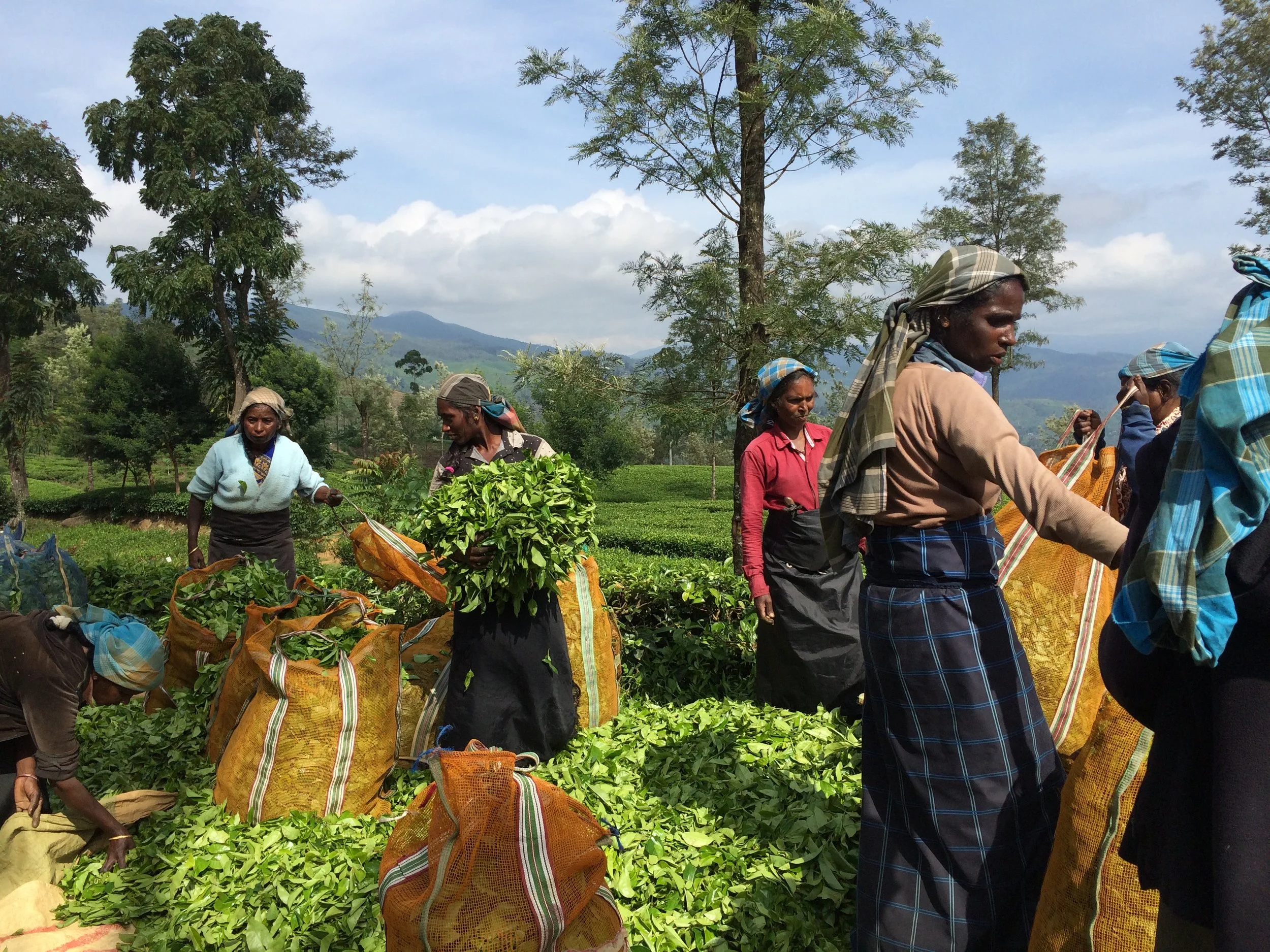 Tea pickers in Sri Lanka