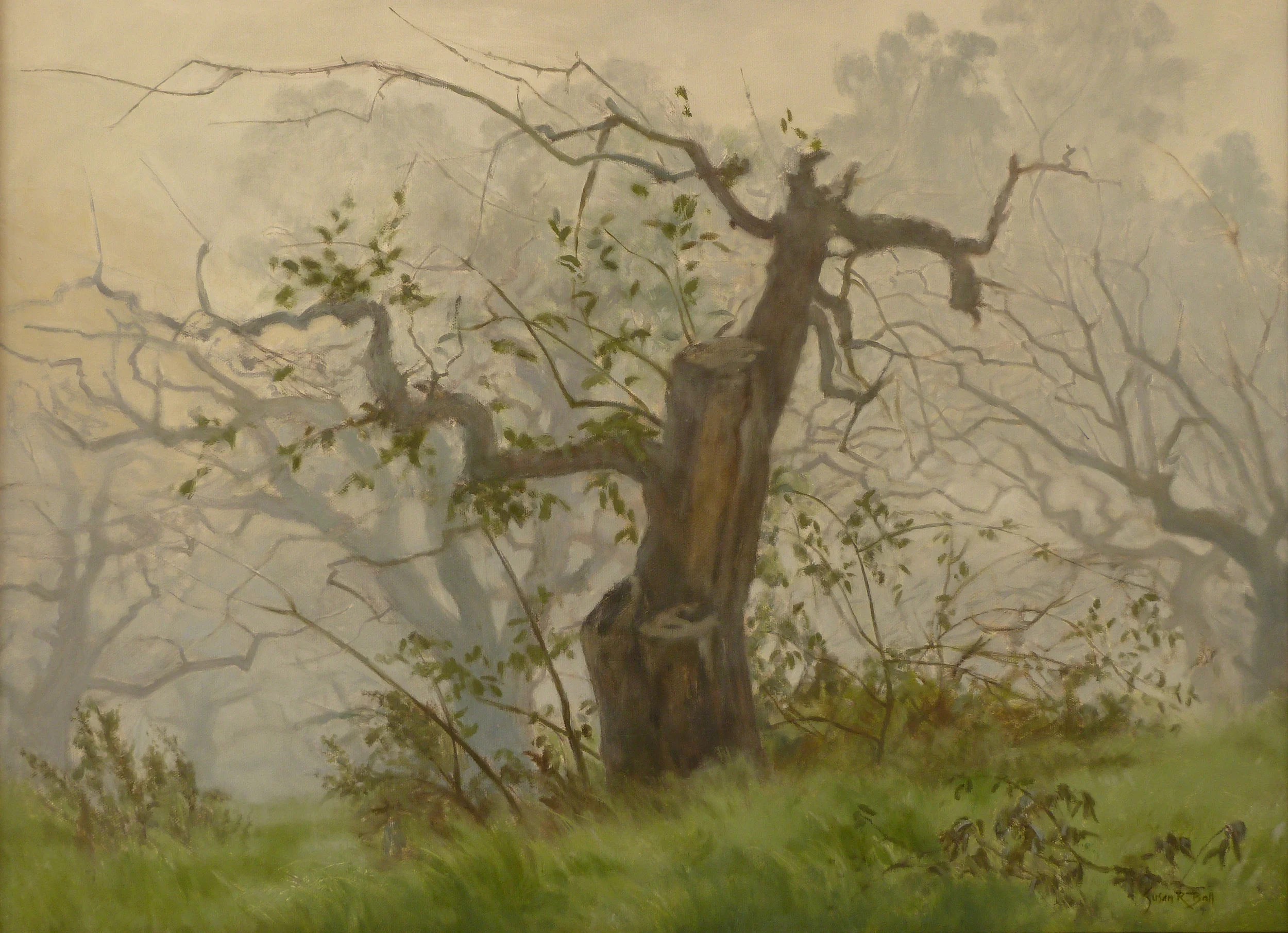 Apple Tree in Morning Fog.jpg