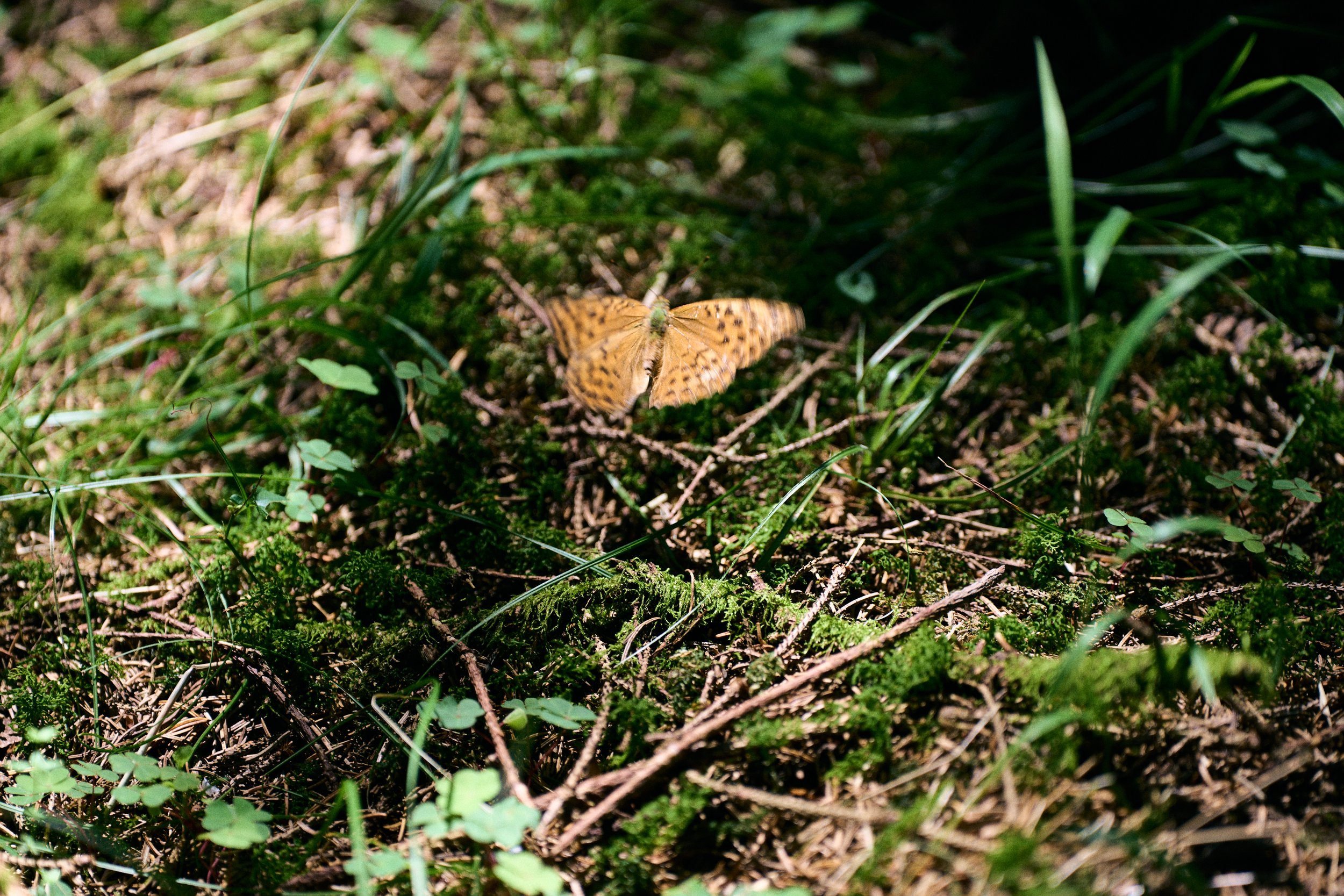 DSC01802.jpg