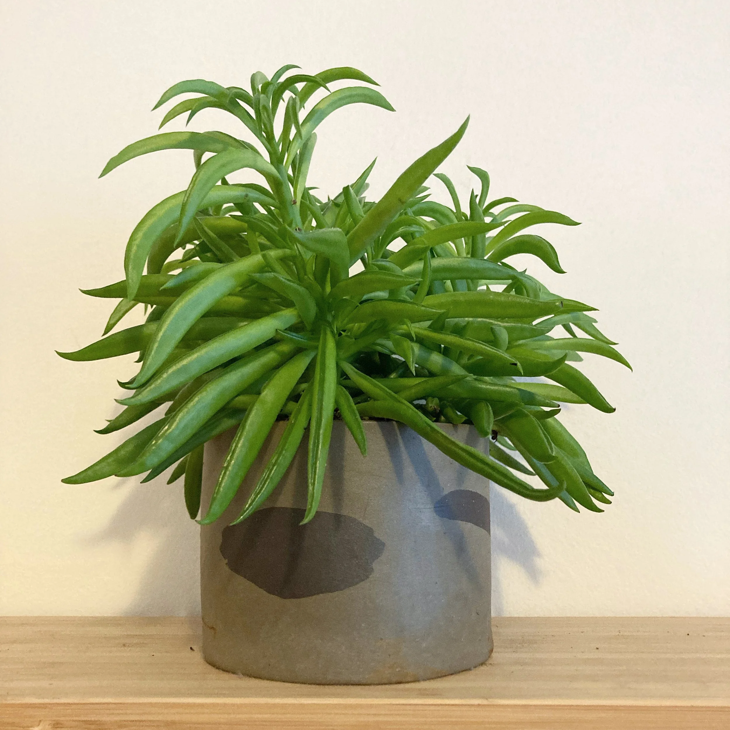 7E127FDC-880D-4C0A-9A15-6C564FA810CC 2.JPG