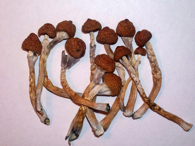 "If you want the real thing, it’s just five dried grams away."
