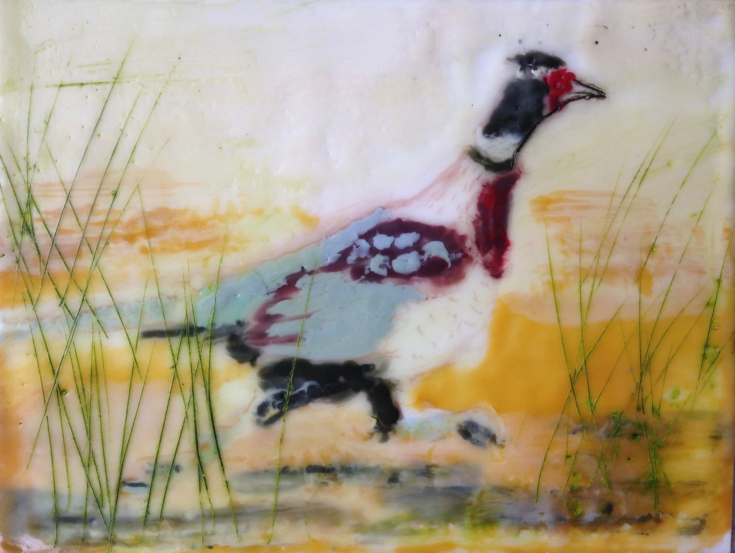 Pheasant running