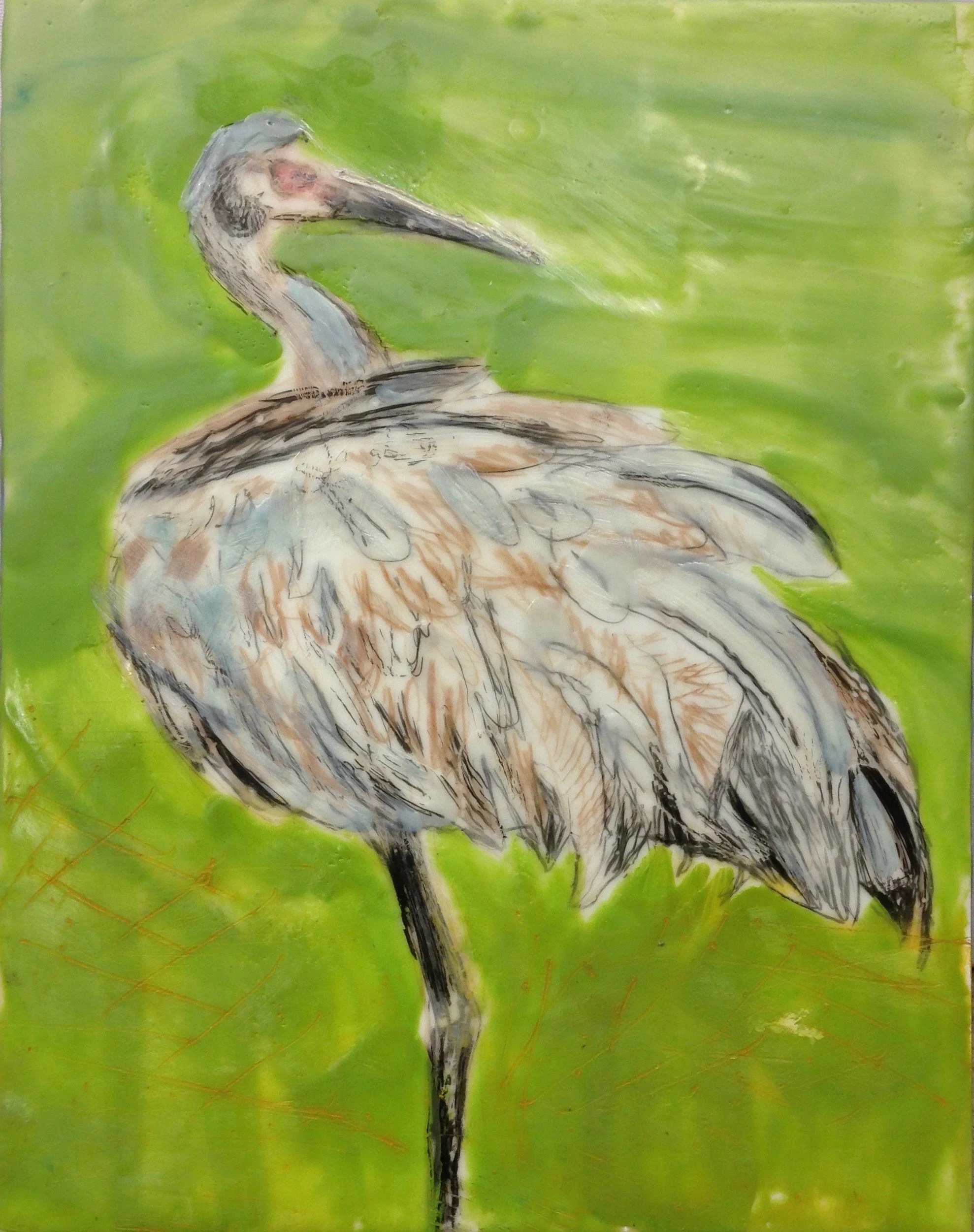 Sand Hill Crane