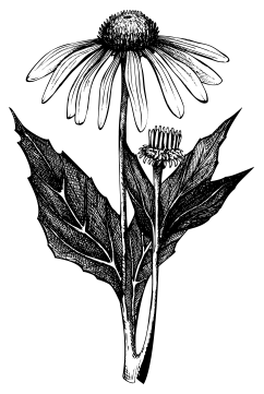echinacea_page.png