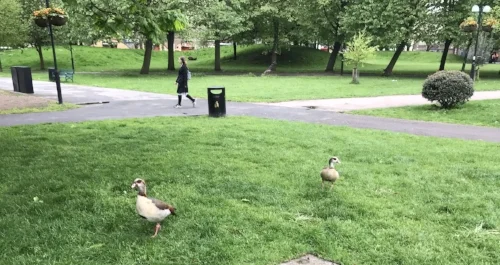 The escapees