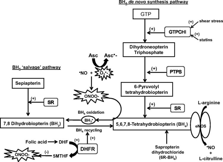 Intracellular 5,6,7,8-tetrahydrobiopterin (BH  4  ), synthesis, oxidation, and recycling in endothelial cells. GTP, guanidine triphosphate; GTPCHI, GTP cyclohydrolase I; PTPS, pyruvoyl tetrahydrobiopterin synthase; SR, sepiapterin reductase; DHFR, dihydrofolate reductase; ˙NO, nitric oxide; O  2  ·−  , superoxide anion radical; ONOO  −  , peroxynitrite; H  2  0  2  , hydrogen peroxide; BH  3  ˙  ,  &nbsp;trihydrobiopterin radical; DHF, dihydrofolate; 5MTHF, 5-methyltetrahydofolate; eNOS, endothelial nitric oxide synthase; Asc, ascorbate; Asc˙−, ascorbate radical.