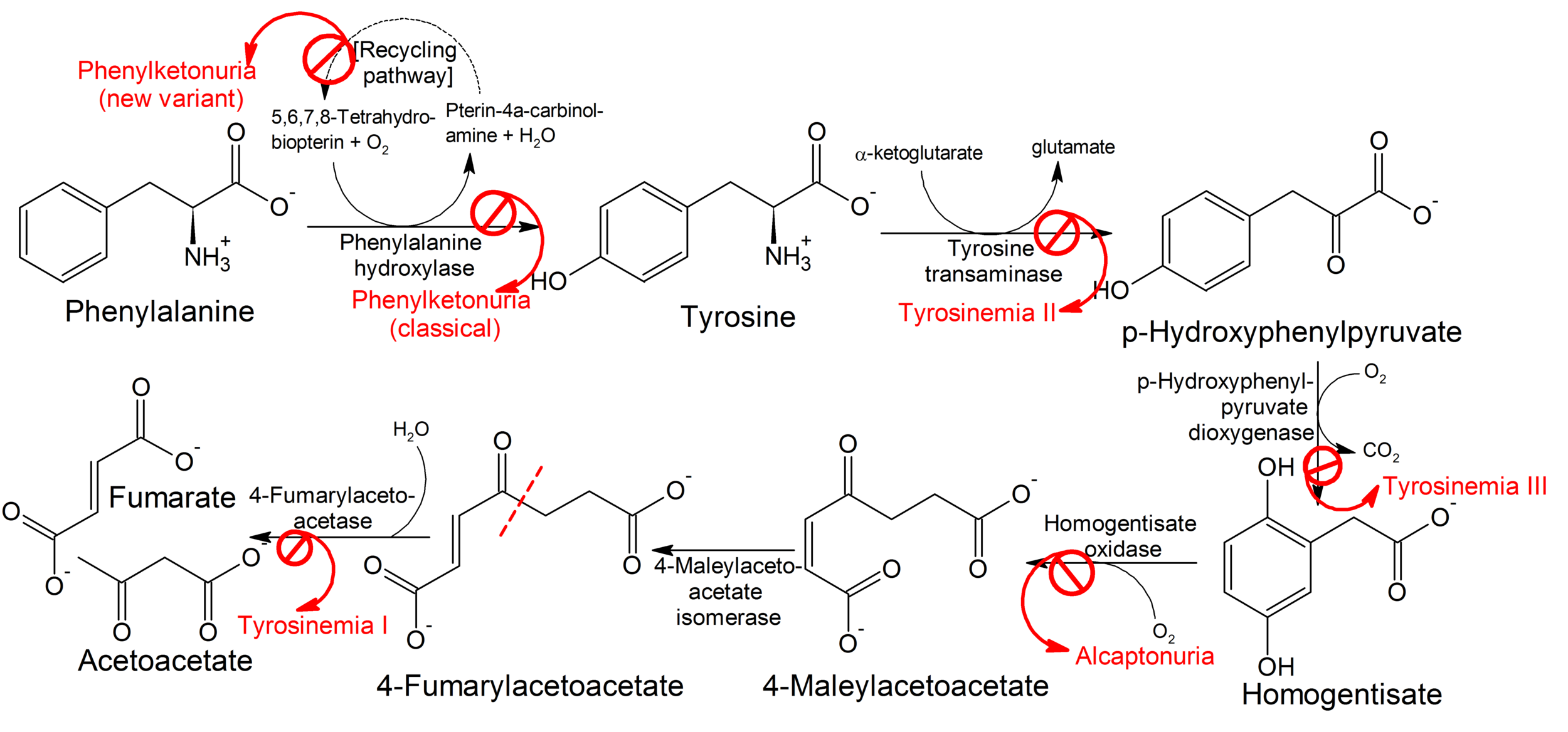 Pathophysiology of phenylketonuria, which is due to the absence of functional phenylalanine hydroxylase (classical subtype) or functional enzymes for the recycling of tetrahydrobiopterin (new variant subtype) utilized in the first step of the metabolic pathway.