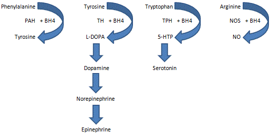 BH4 supplementation might improve ASD pathology