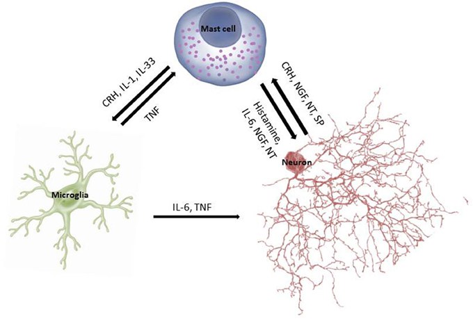 The Mast-Glial-Neuronal Axis: This shows how mast cells, glial cells and neurons communicate (through interleukins, TNF, histamine, etc.