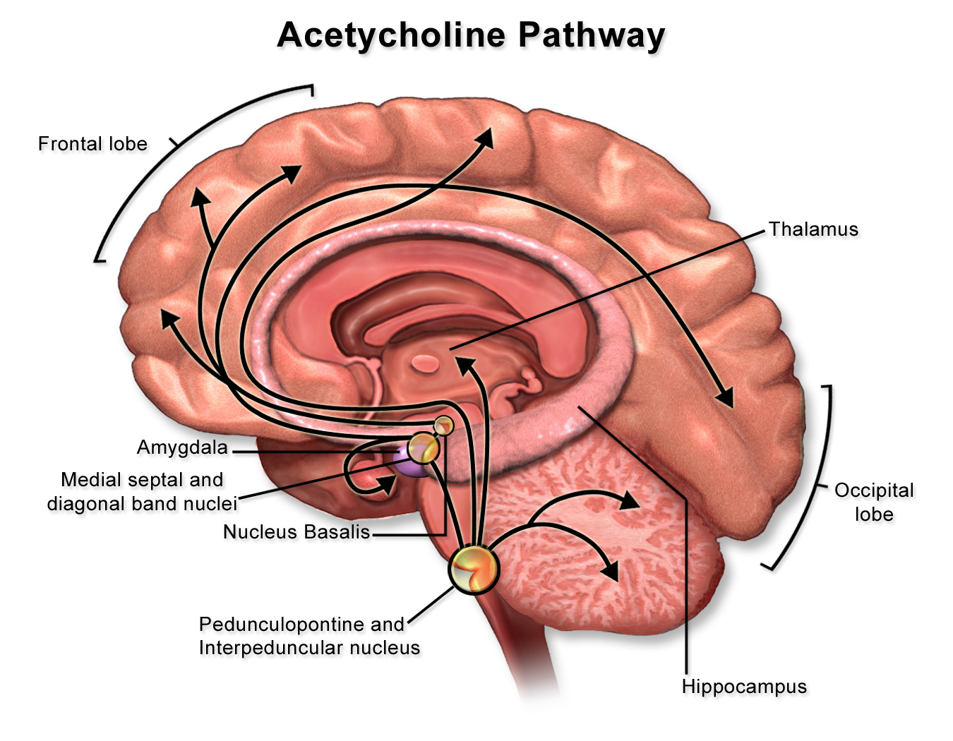 This is the a cetylcholine pathway of your brain.