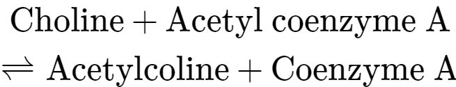 ACh is synthesized in certain neurons by the enzyme choline acetyltransferase (AChE) from the compounds choline and acetyl-CoA. Cholinergic neurons are capable of producing ACh. R