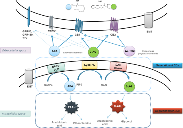 ECs are synthesized on demand, act locally, and are rapidly degraded by specific enzymes. R