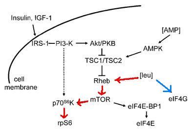 Enzymes involved are branched chain aminotransferase and 3-methyl-2-oxobutanoate dehydrogenase.