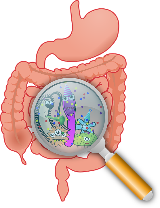 anatomy-160524_960_720.png