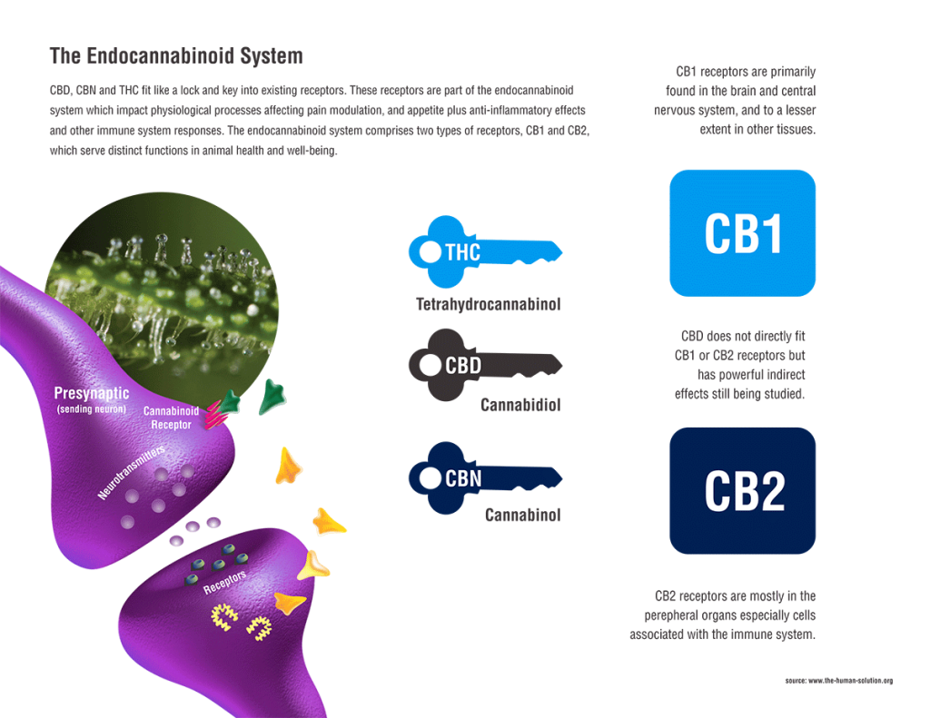 Endocannabinoid_Marijuana_Receptor_System-1024x791.png