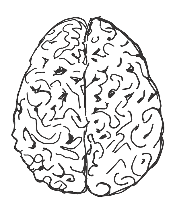 brain-1602757_960_720.png