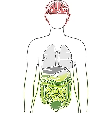 gut brain.jpg