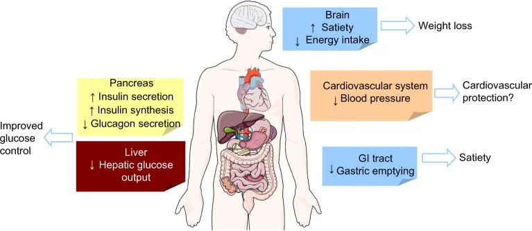 Benefits of Liraglutide Benefits of Liraglutide