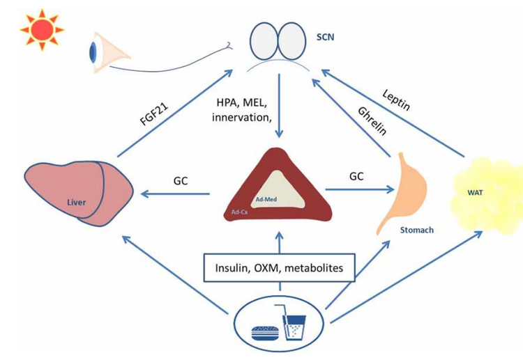 https://www.ncbi.nlm.nih.gov/pubmed/27106109