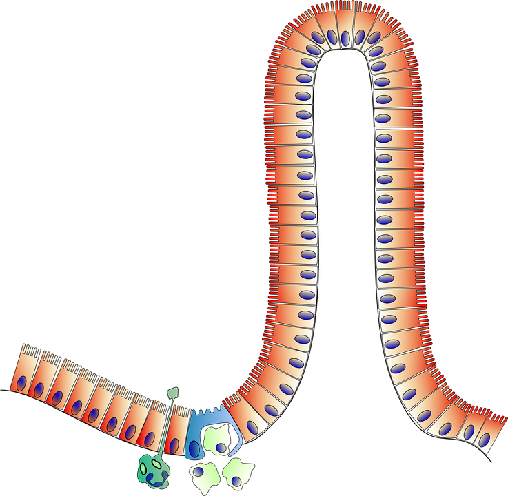anatomi-156855_960_720.png