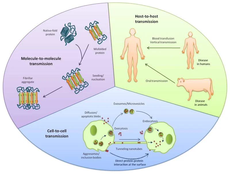 How To Stop Protein Misfolding (Proteopathy) — MyBioHack Unlock Your